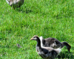 20090719 1298766580 ferientag bauernhof 24