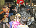 20090719 1907783057 ferientag bauernhof 34