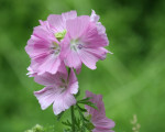 20080322 1009418752 flora 22
