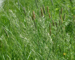 20080322 1115933185 flora 3
