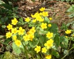 20080322 1155918758 flora 9