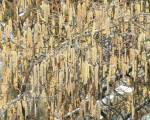 20080322 1260814655 flora 16