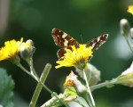 20080322 1356386867 flora 23