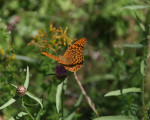 20080322 1400254460 flora 24