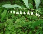20080322 1415450572 flora 8