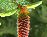 20080322 1438246197 flora 13