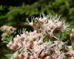 20080322 1453583149 flora 14
