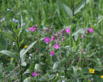 20080322 1474654177 flora 20