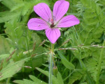 20080322 1484442953 flora 12