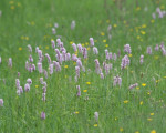 20080322 1492252845 flora 19