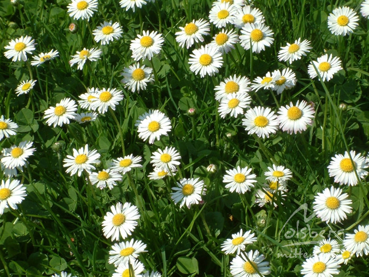 20080322 1513236409 flora 1