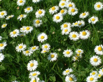 20080322 1513236409 flora 1