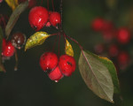 20080322 1518890616 flora 29