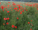20080322 1563642393 flora 7