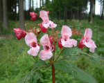 20080322 1613037611 flora 6
