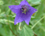 20080322 1643839723 flora 15