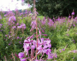20080322 1764358992 flora 5