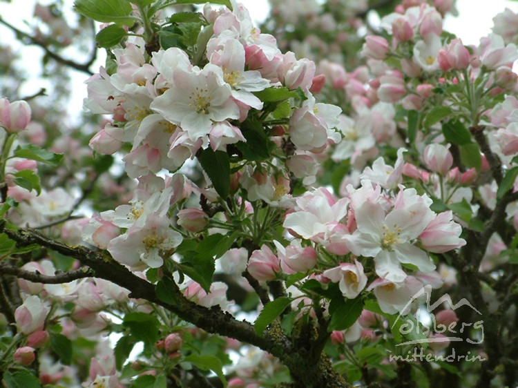 20080322 1811175762 flora 2