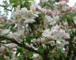 20080322 1811175762 flora 2