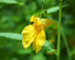 20080322 1828128725 flora 32