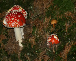 20080322 1904308088 flora 26