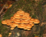 20080322 1935591365 flora 30