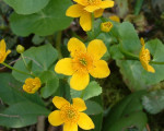 20080322 2037881217 flora 4