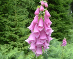 20080322 2078766379 flora 10