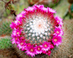 20090117 1781780182 flora 33