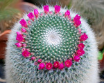 20090117 1837573989 flora 35