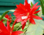 20090117 2018765114 flora 34