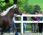 20090715 1648721194 stutenschauint 1