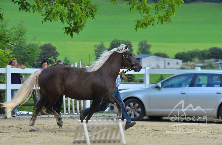20090715 1690731786 stutenschauint a