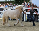 20090716 1042989423 stutenschauint 15