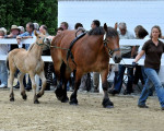20090716 1125213608 stutenschauint 11