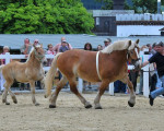 20090716 1715376598 stutenschauint 9
