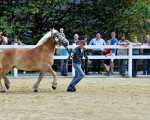 20090716 1825350742 stutenschauint 16