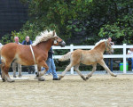 20090716 2028161334 stutenschauint 10