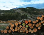 20091112 1390040415 pieperholzint 8