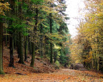 20071009 1023395404 holz lagerplatz