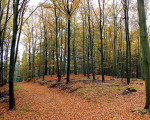 20071009 1138128587 buchenwaldweg im herbst