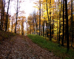 20071009 1207564402 zum holzlagerplatz
