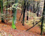 20071009 1297126683 mischwald im herbst