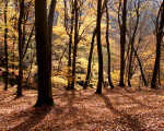 20071009 1305200656 sonnenschein im laubwald