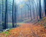20071009 1483002669 waldweg im nebel