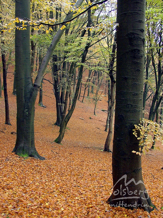 20071009 1640801702 buchenwald im regen