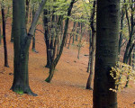 20071009 1640801702 buchenwald im regen