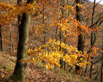 20071009 1696969574 herbstsonne