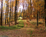 20071009 1839372860 zum hochsitz