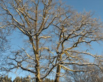 20090110 1174640145 winterliche eichenbaeume